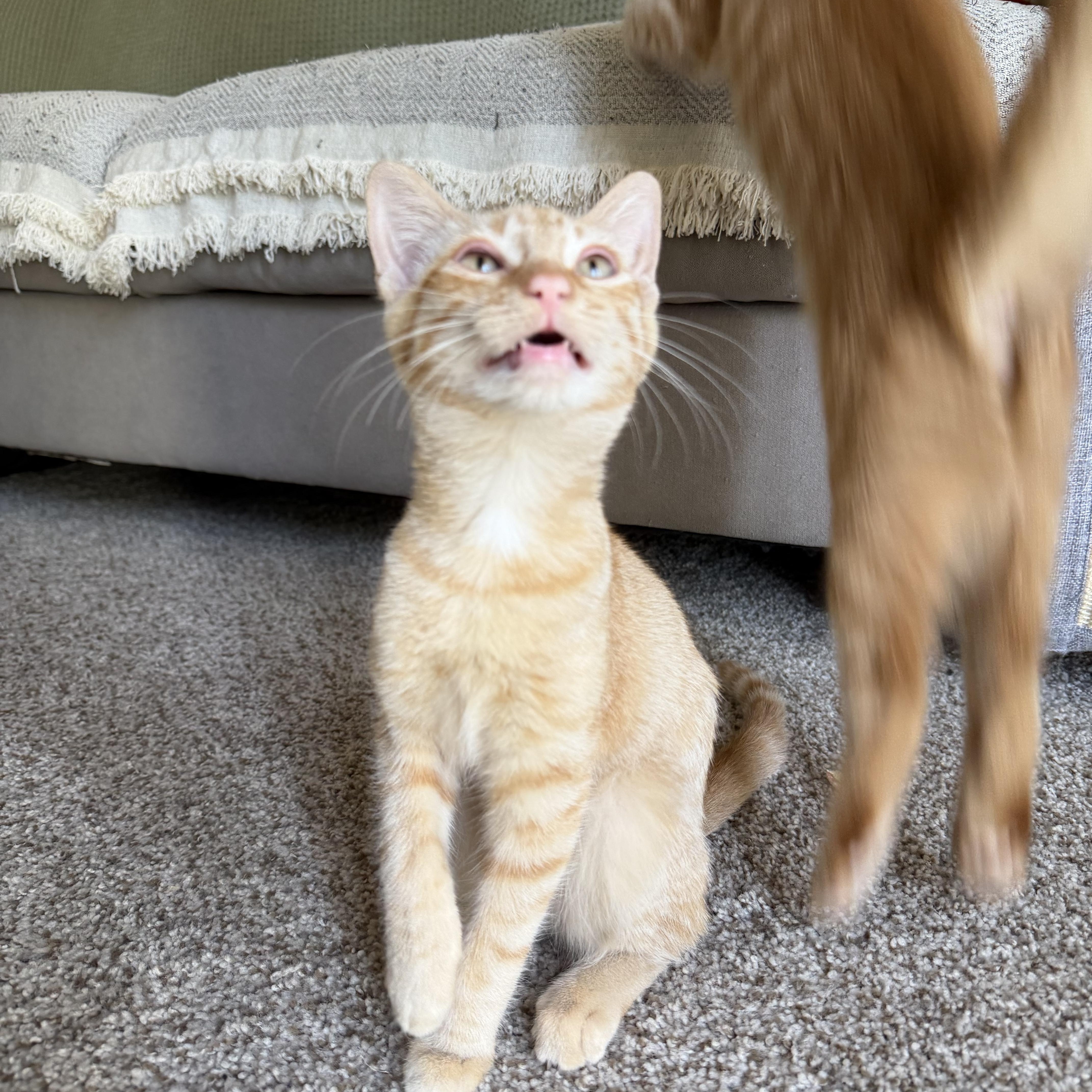 Enlarge Saela, a ADOPTABLE Domestic Short Hair in Penryn, CA image 2/3