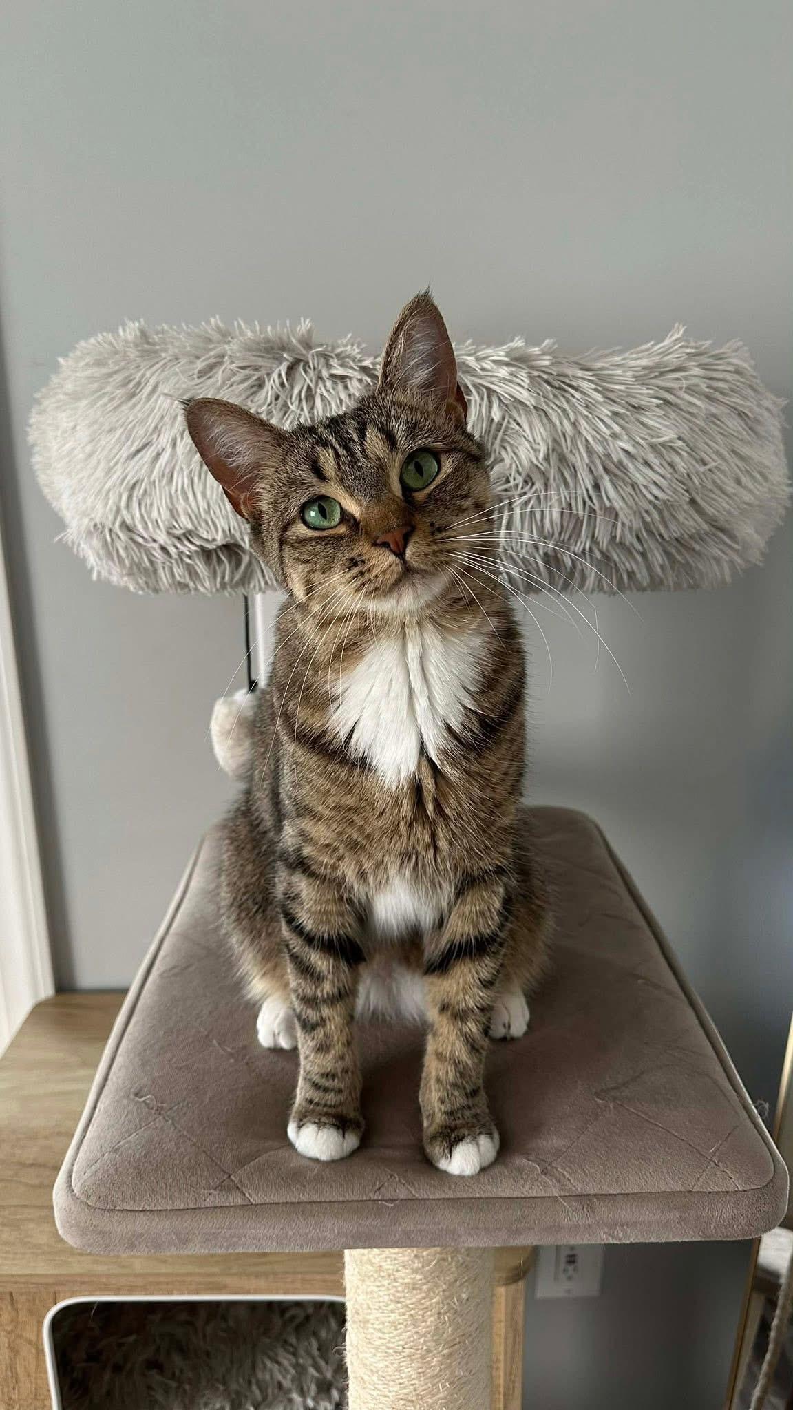 Promise , adopted, Young Female Domestic Short Hair & Tabby.