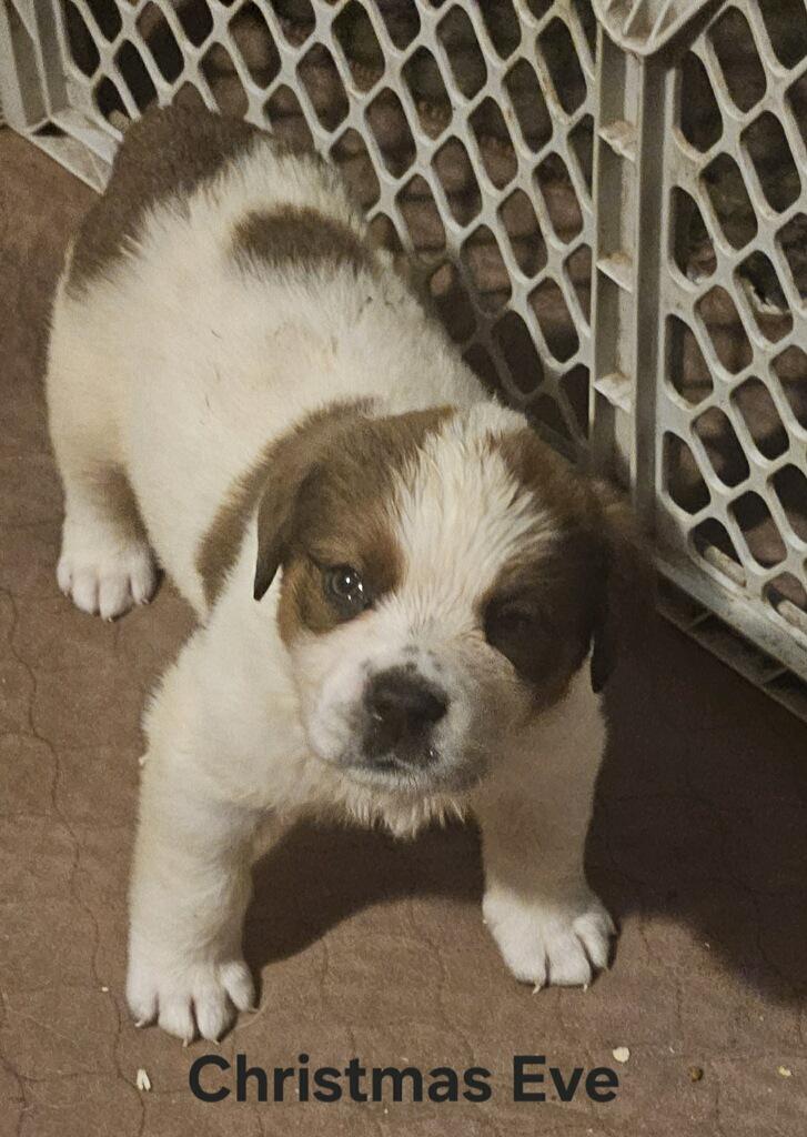 Christmas Eve, ADOPTABLE, Puppy Female Saint Bernard.