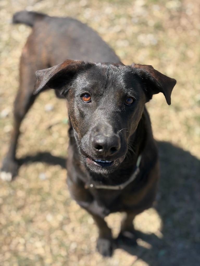 Enlarge Willow, a Adoptable mixed breed in Hudson, NY image 1/2