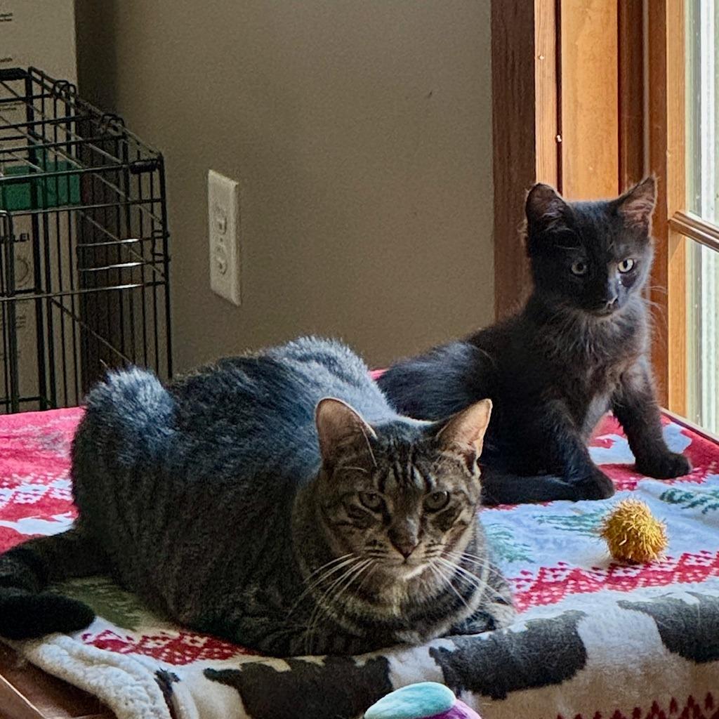 Kevin, Adoptable, Kitten Male Domestic Short Hair.