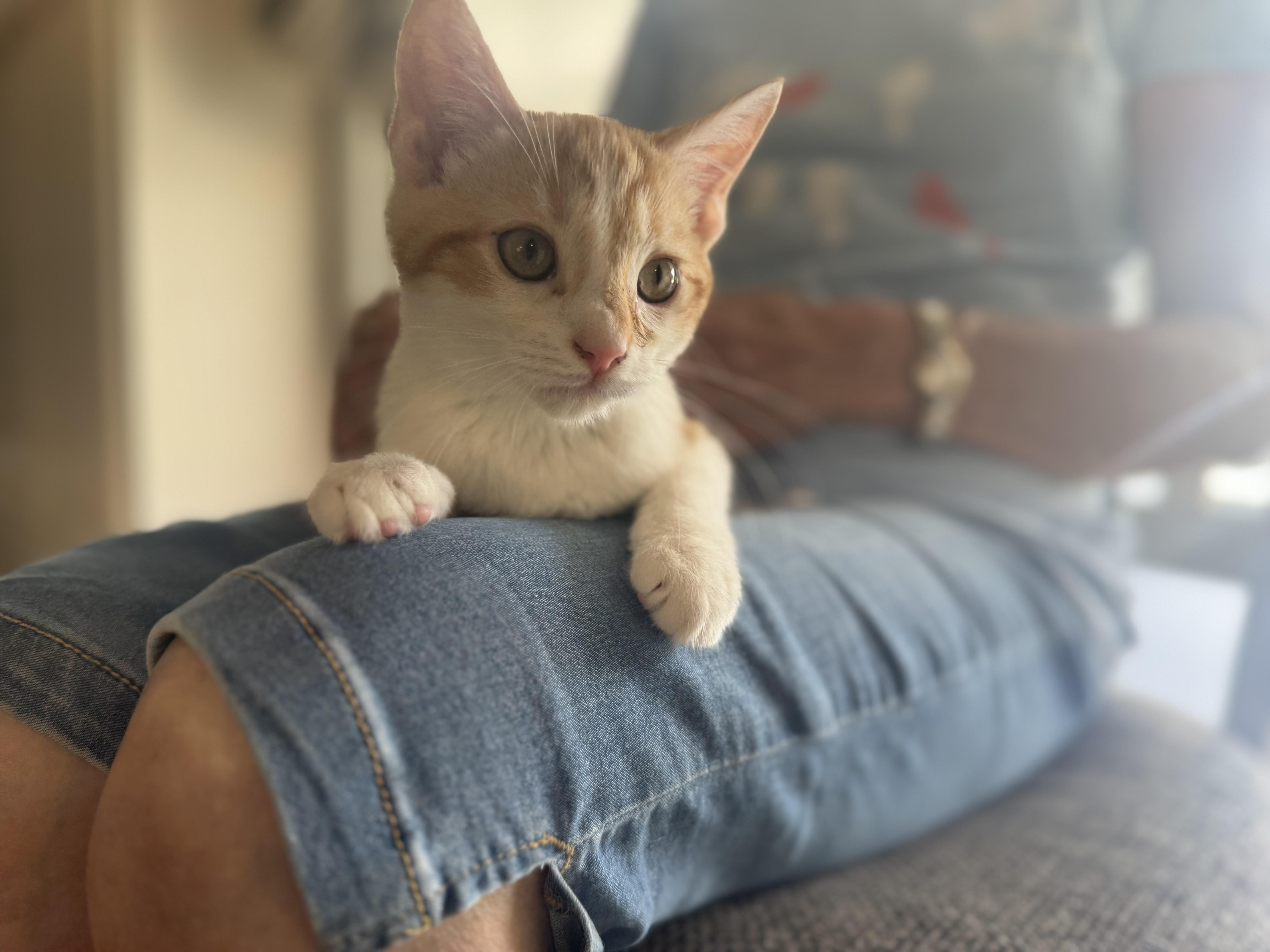 Tangelo