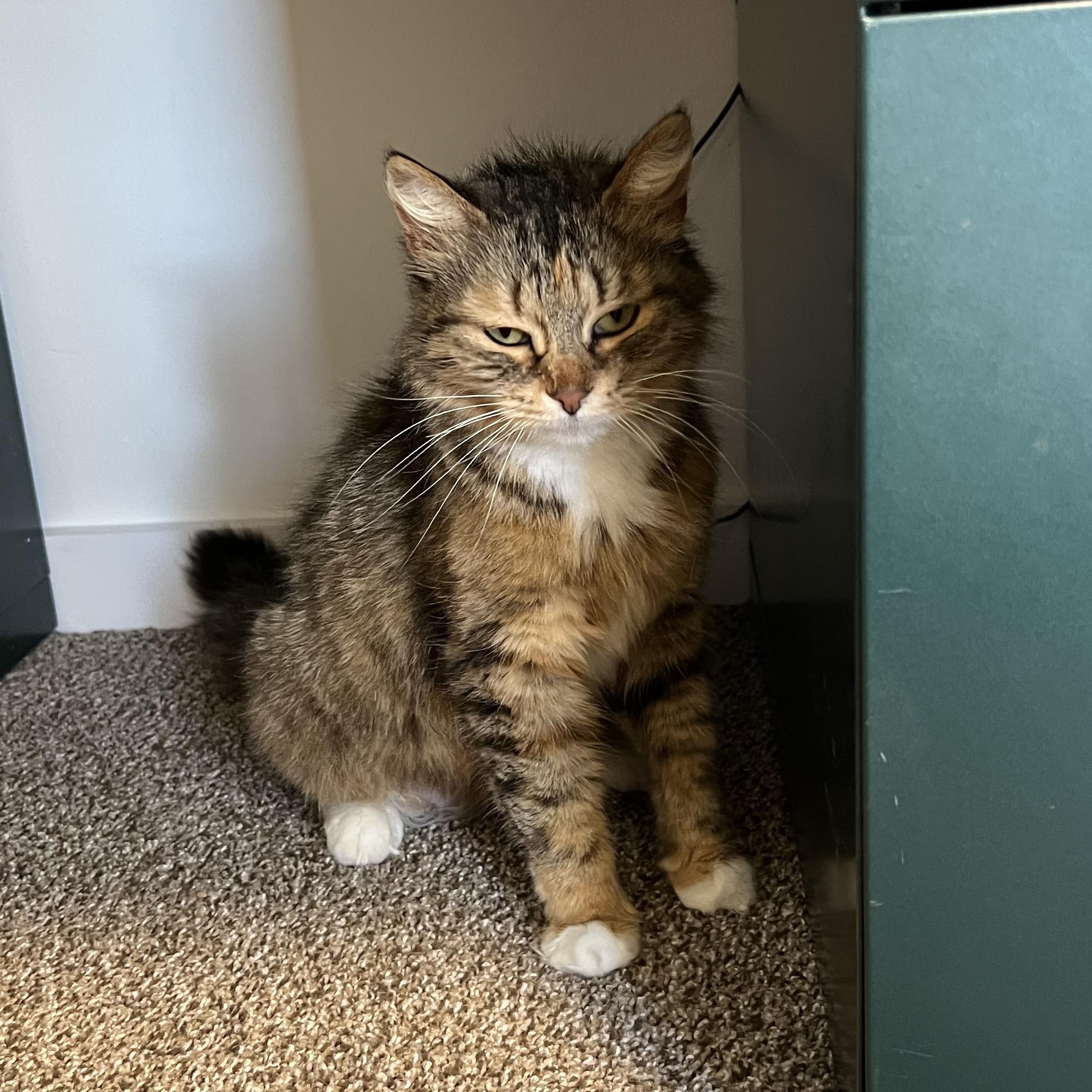 Ellie
