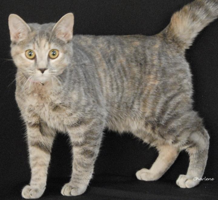 Hailey, ADOPTABLE, Young Female Domestic Short Hair & Torbie.