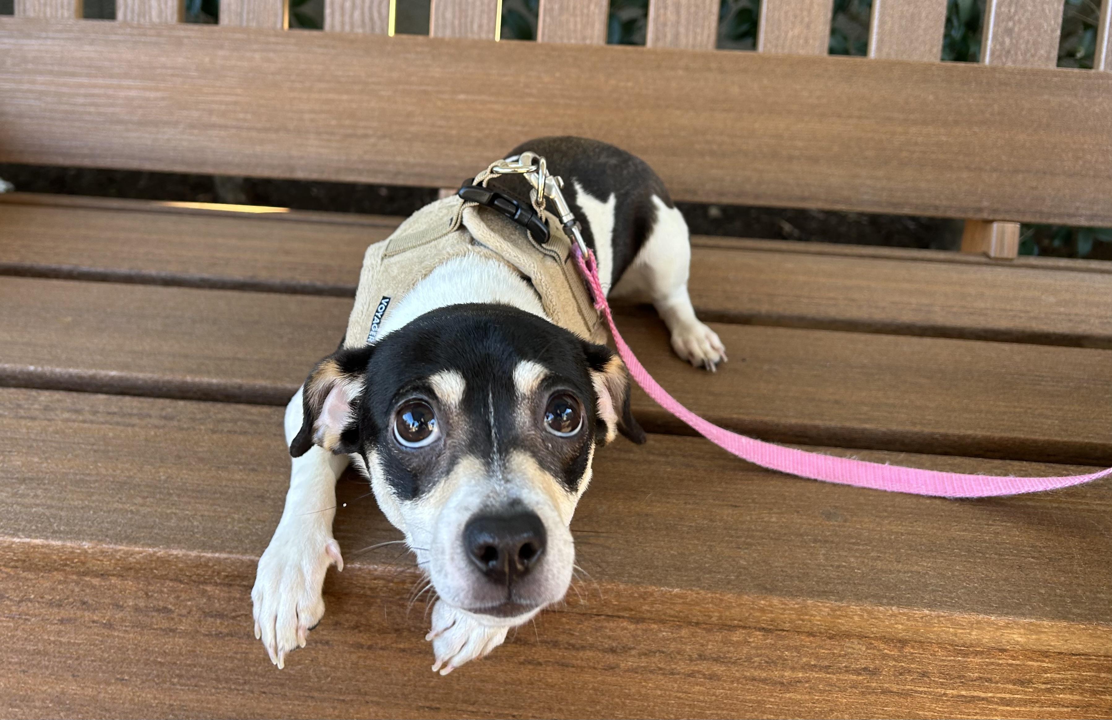 Cheddar, ADOPTABLE, Young Female Chihuahua.