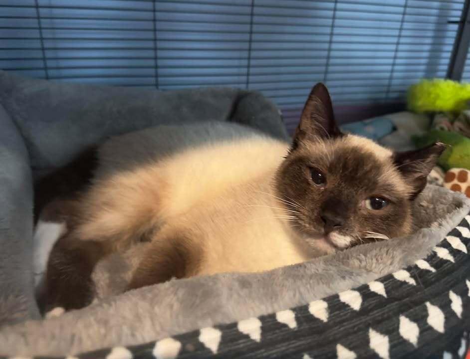 Motor, Adoptable, Young Male Domestic Short Hair.