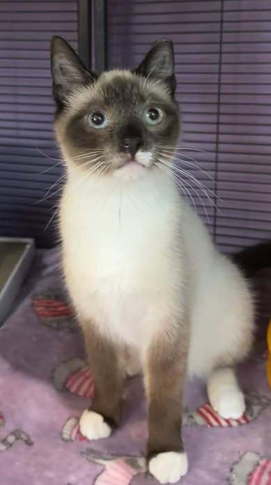 Enlarge Motor, a Adoptable mixed breed in Woodbridge, VA image 2/2