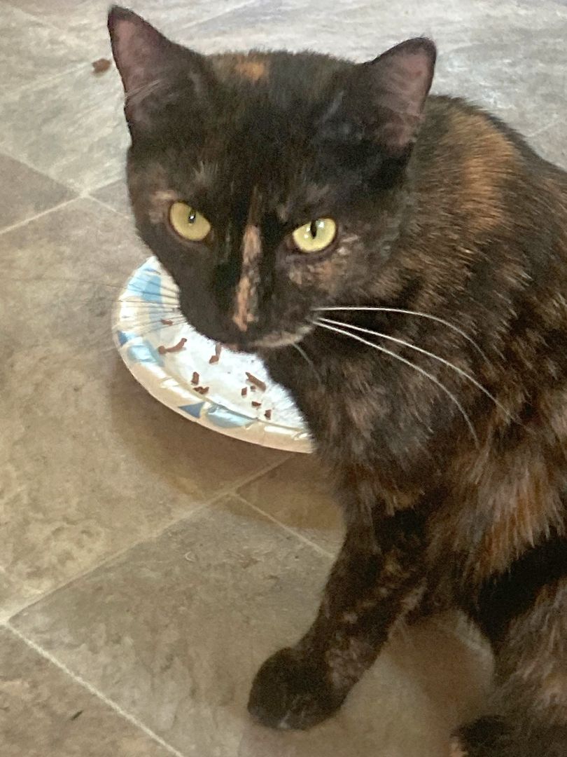 Sallie, Adoptable, Young Female Tortoiseshell.