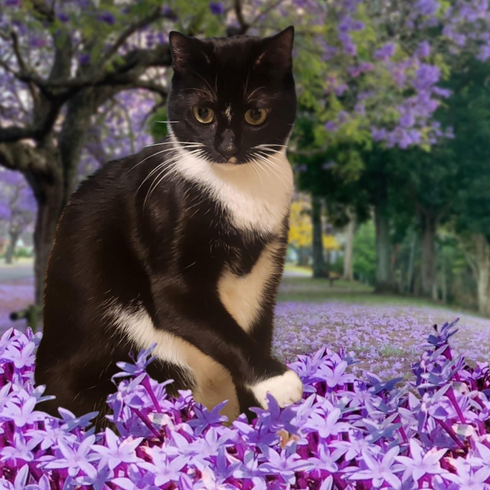 Enlarge Rhyme, a Adoptable Tuxedo in Brentwood, CA image 2/4
