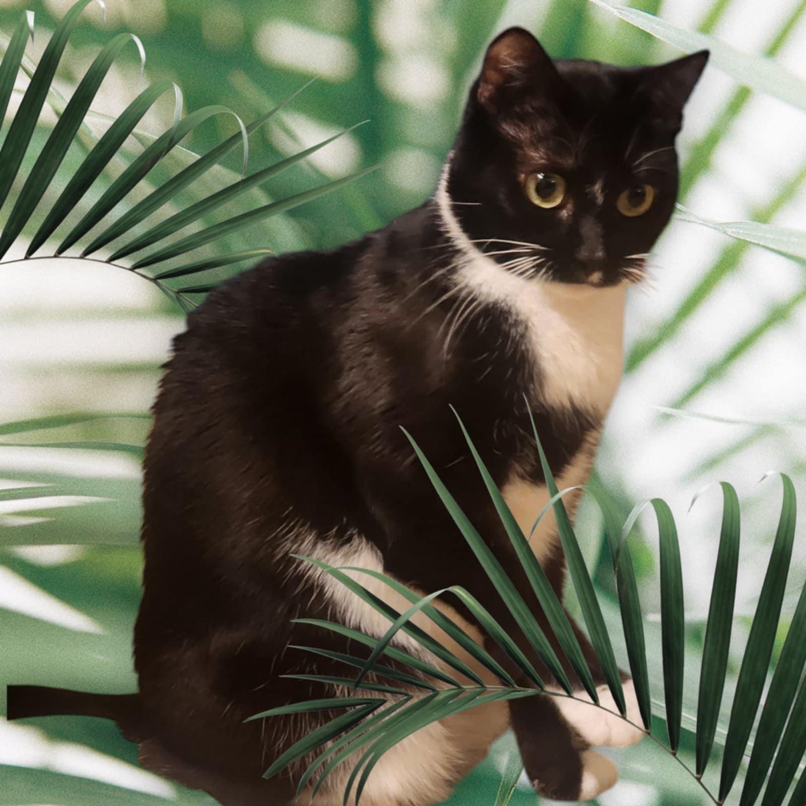 Enlarge Rhyme, a Adoptable Tuxedo in Brentwood, CA image 3/4