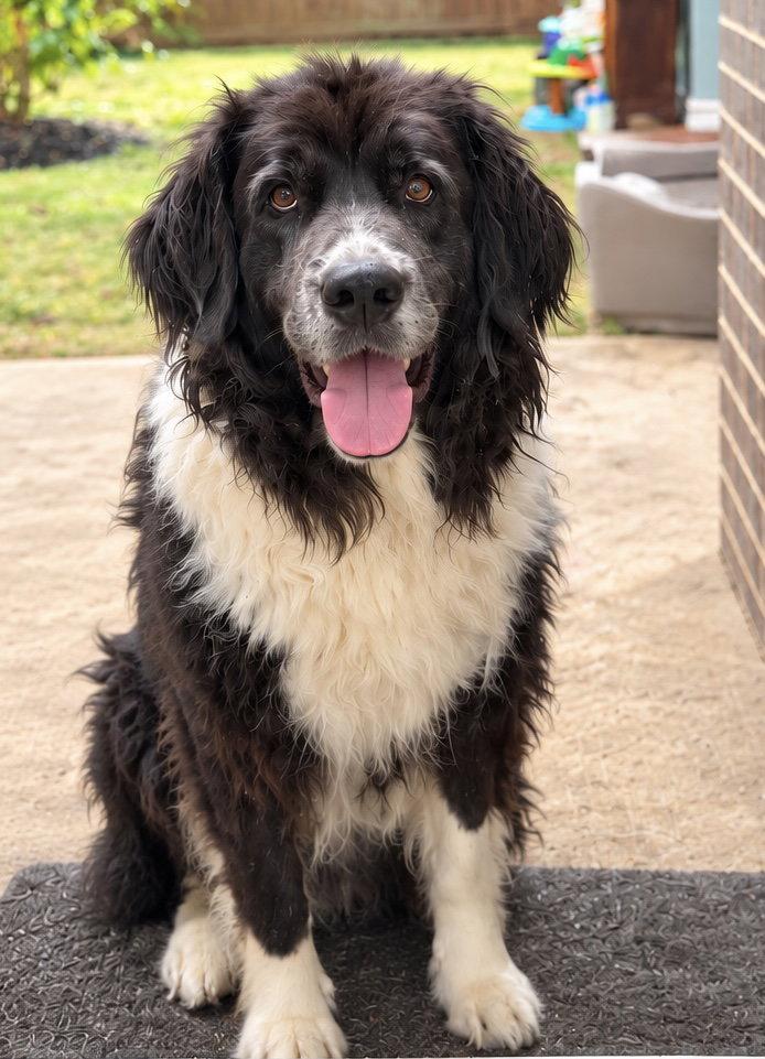 Sheba, Adoptable, Adult Female Newfoundland Dog.