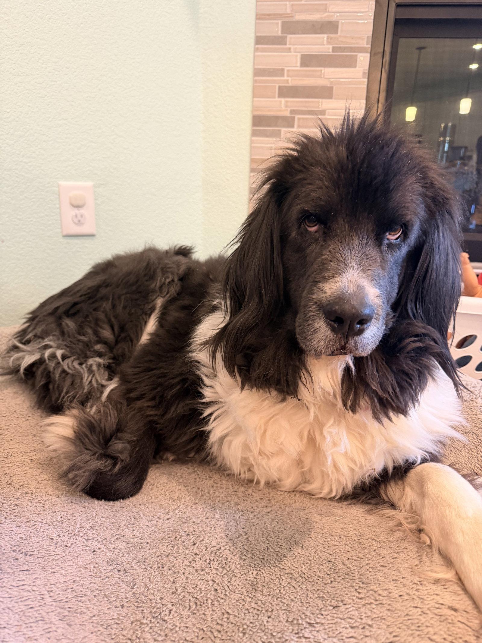 Enlarge Sheba, a Adoptable Newfoundland Dog in Dallas, TX image 2/3