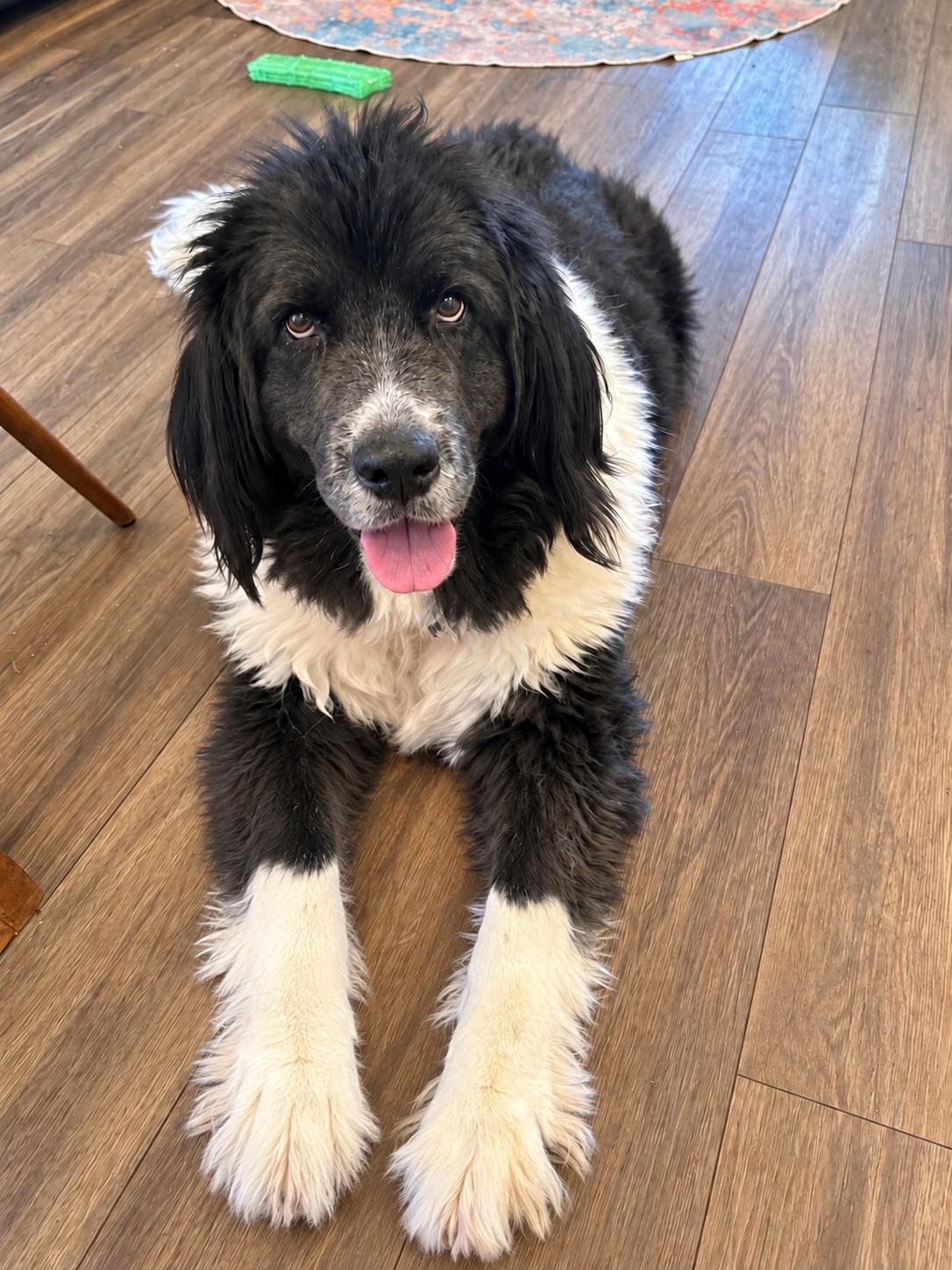 Enlarge Sheba, a Adoptable Newfoundland Dog in Dallas, TX image 3/3