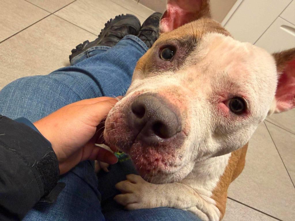 Enlarge Caia, a Adoptable mixed breed in Raleigh, NC image 2/6