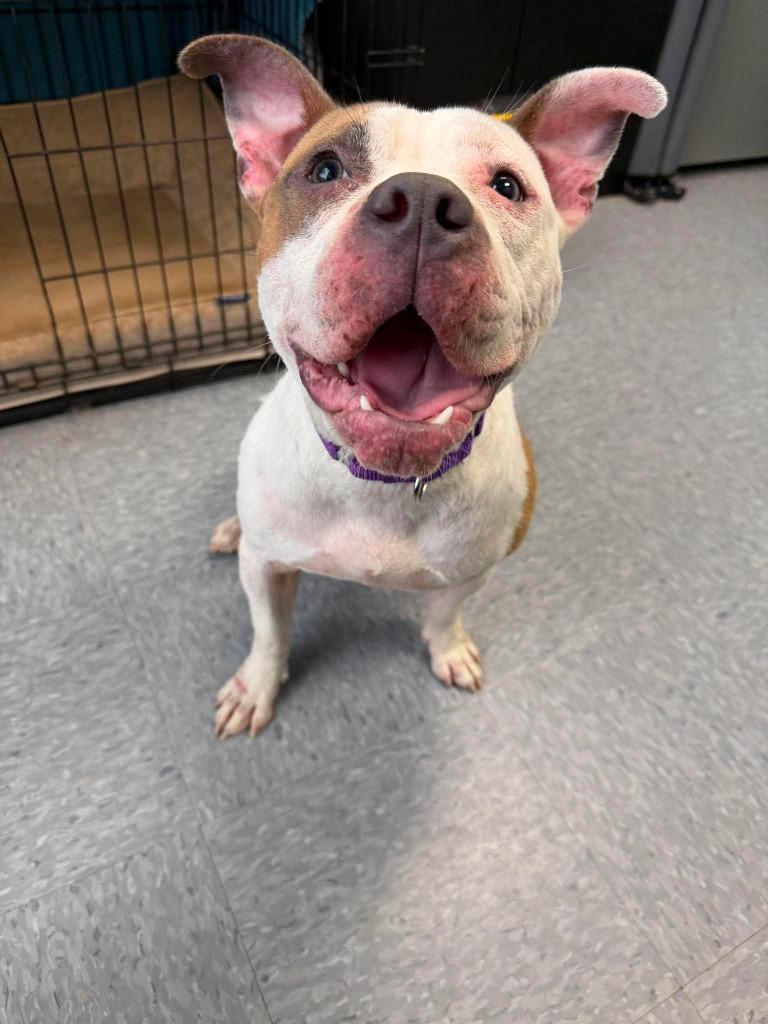 Enlarge Caia, a Adoptable mixed breed in Raleigh, NC image 3/6