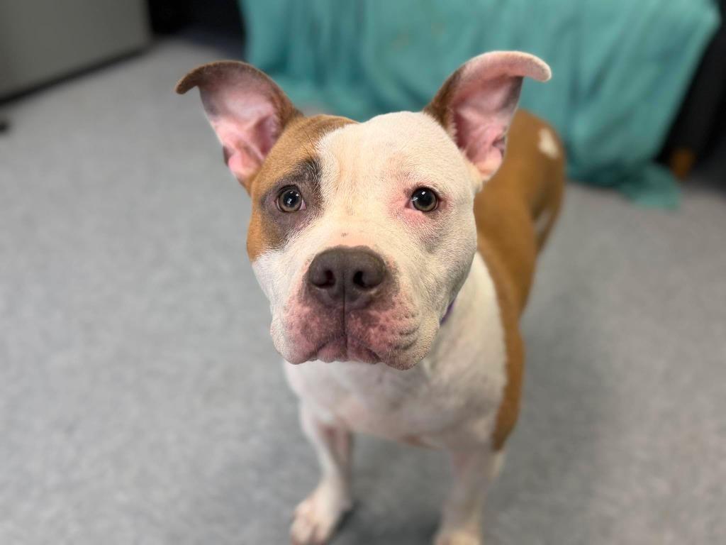 Enlarge Caia, a Adoptable mixed breed in Raleigh, NC image 4/6