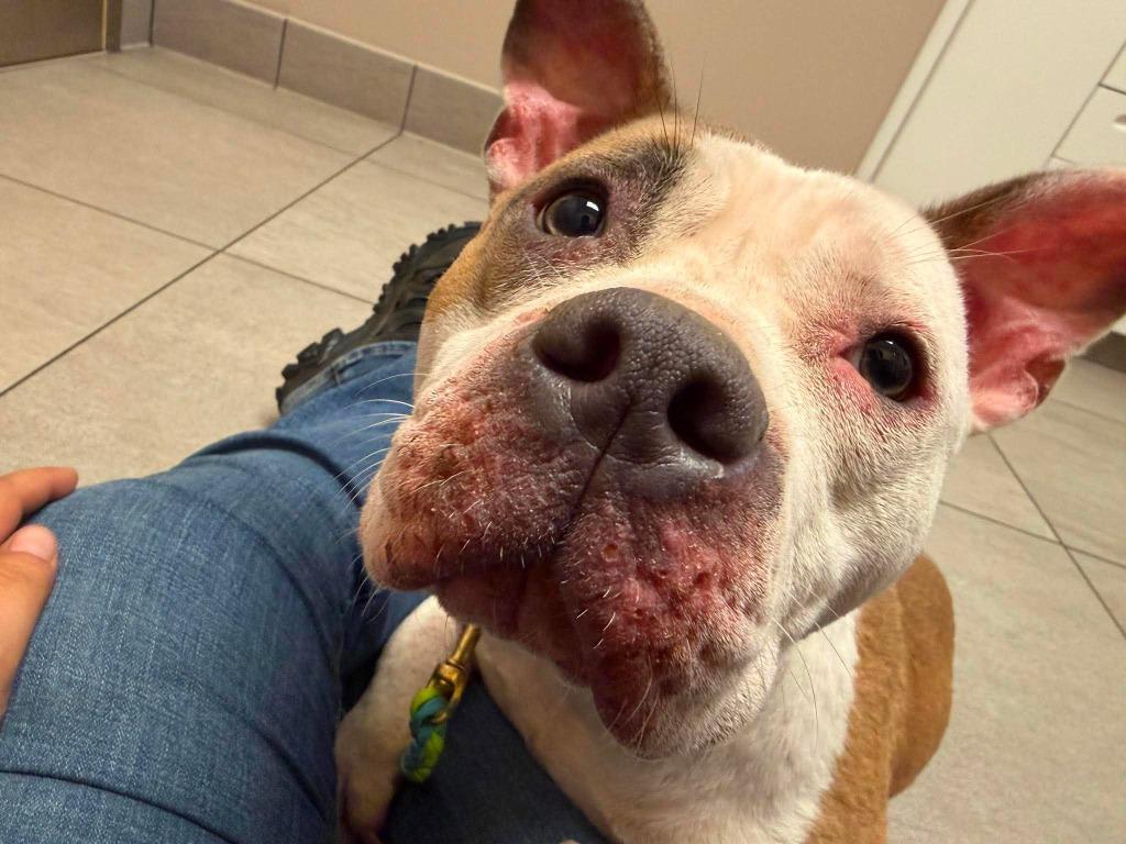 Enlarge Caia, a Adoptable mixed breed in Raleigh, NC image 5/6