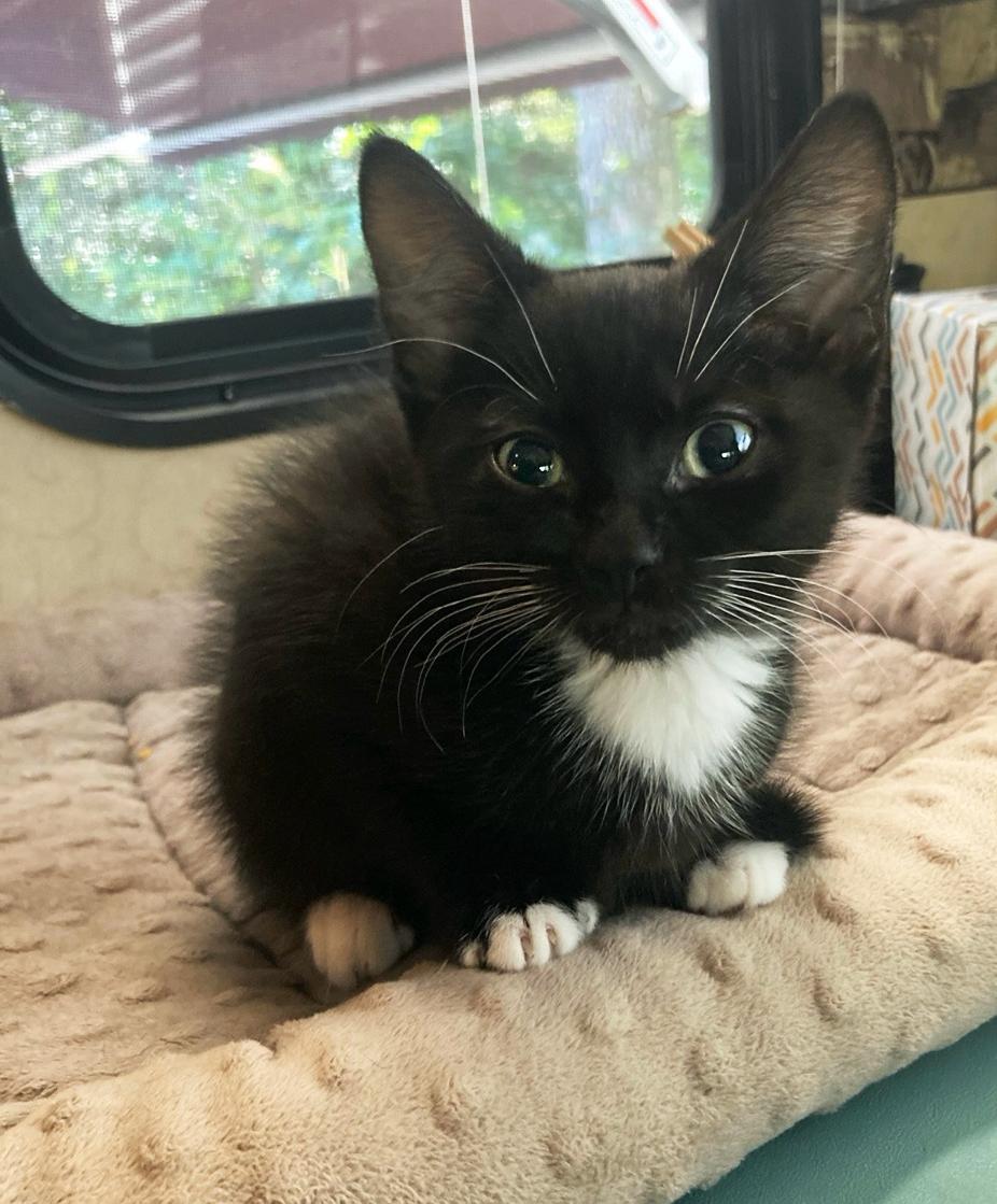 Enlarge Inclusion & Equity, an adopted Domestic Short Hair in Asheville, NC image 1/2