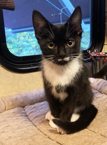 Enlarge Inclusion & Equity, an adopted Domestic Short Hair in Asheville, NC image 2/2