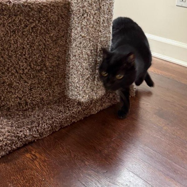 Oates, a Adoptable Domestic Short Hair in Royal Oak, MI image 4/5