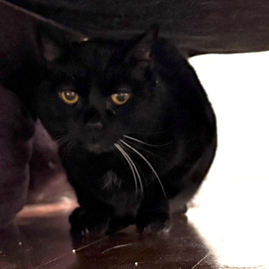 Oates, a Adoptable Domestic Short Hair in Royal Oak, MI image 3/5