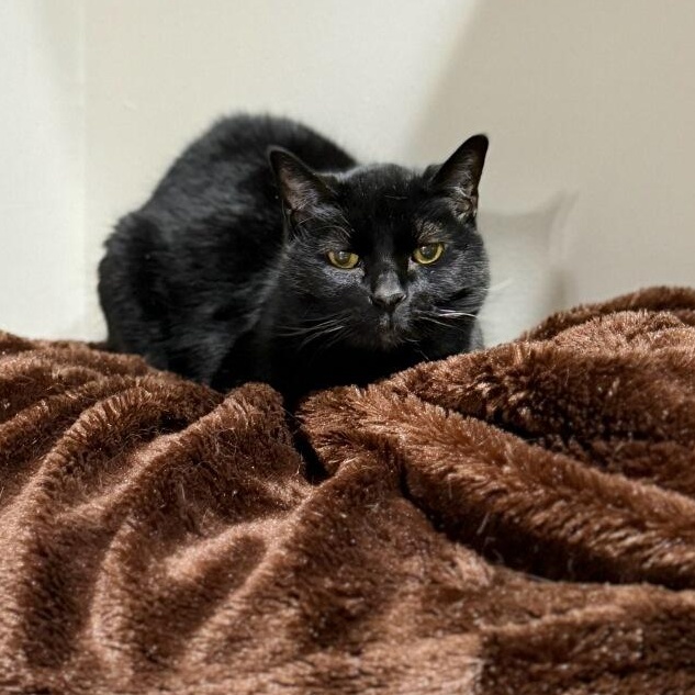 Oates, a Adoptable Domestic Short Hair in Royal Oak, MI image 2/5