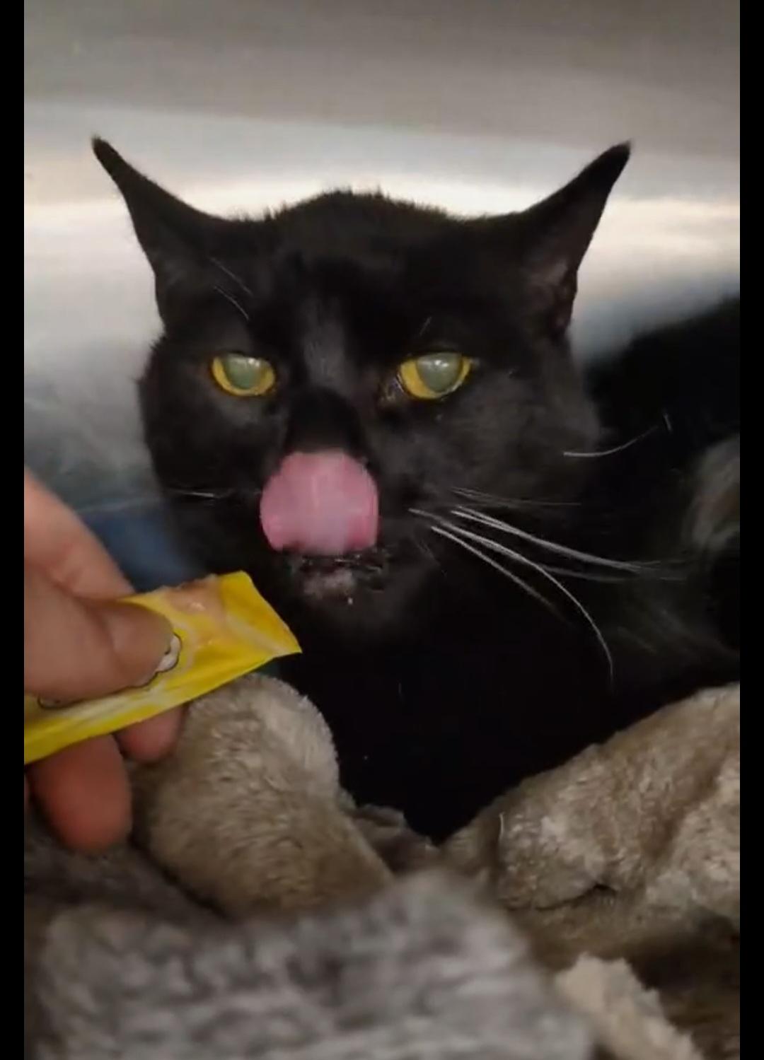 Oates, a Adoptable Domestic Short Hair in Royal Oak, MI image 1/5