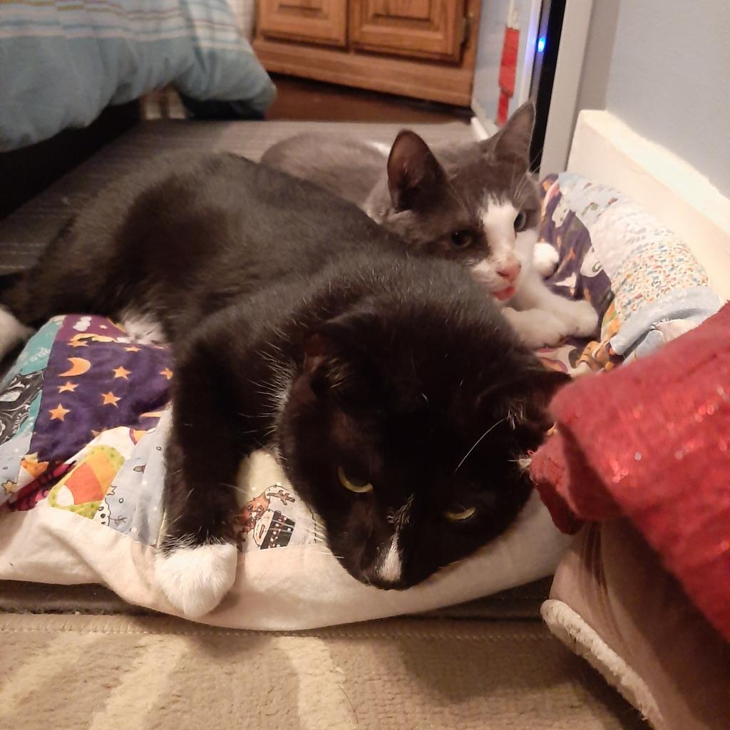 Fennel, Adoptable, Adult Male Domestic Short Hair.