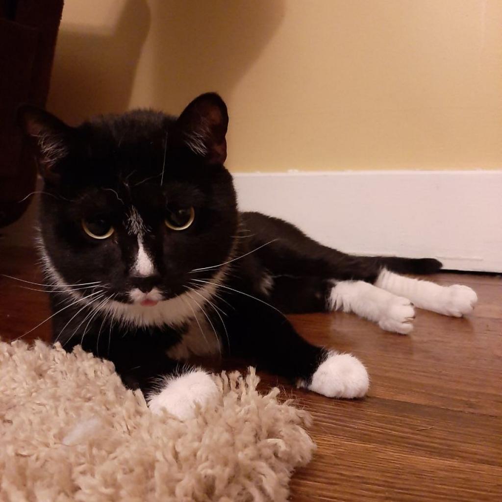 Enlarge Fennel, a Adoptable Domestic Short Hair in Pittsburgh, PA image 2/6