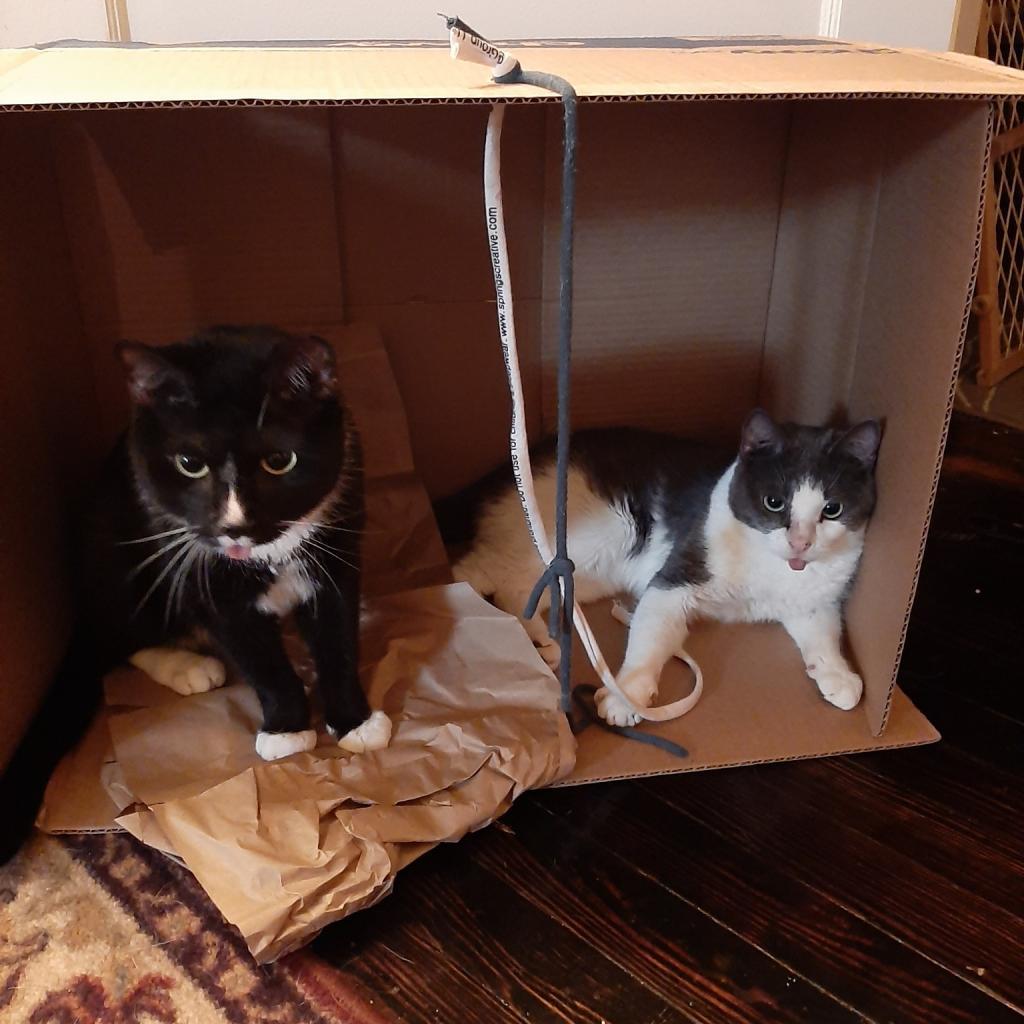 Enlarge Fennel, a Adoptable Domestic Short Hair in Pittsburgh, PA image 3/6