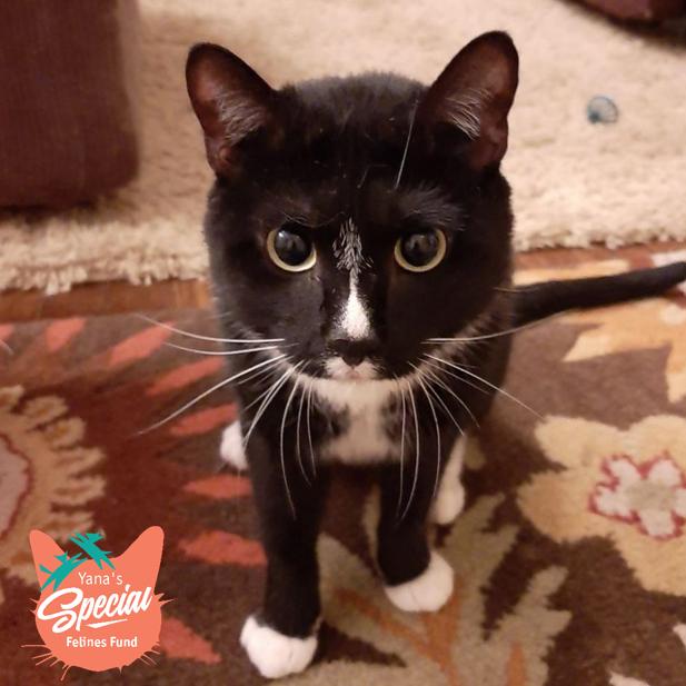 Enlarge Fennel, a Adoptable Domestic Short Hair in Pittsburgh, PA image 5/6