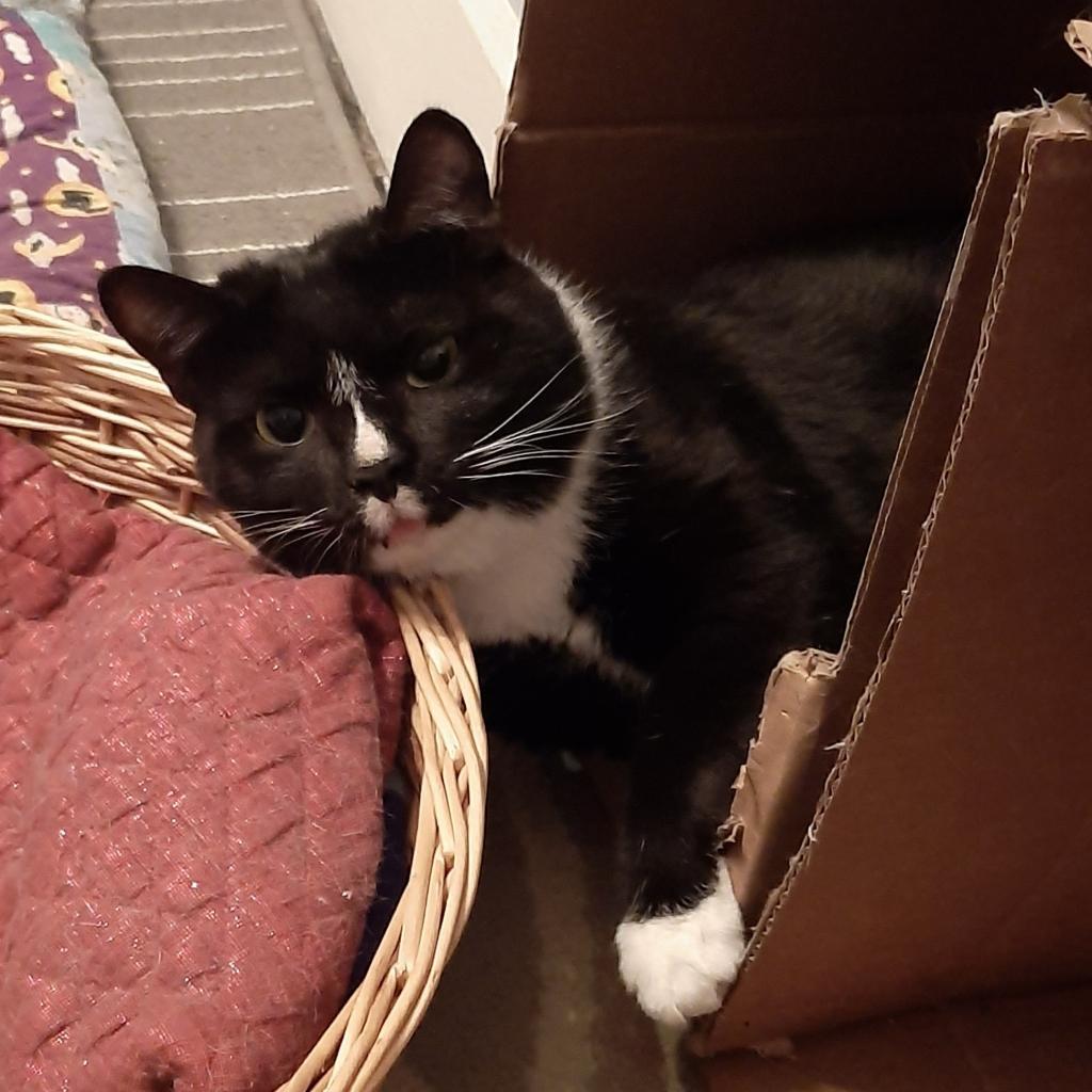 Fennel, Adoptable, Adult Male Domestic Short Hair.