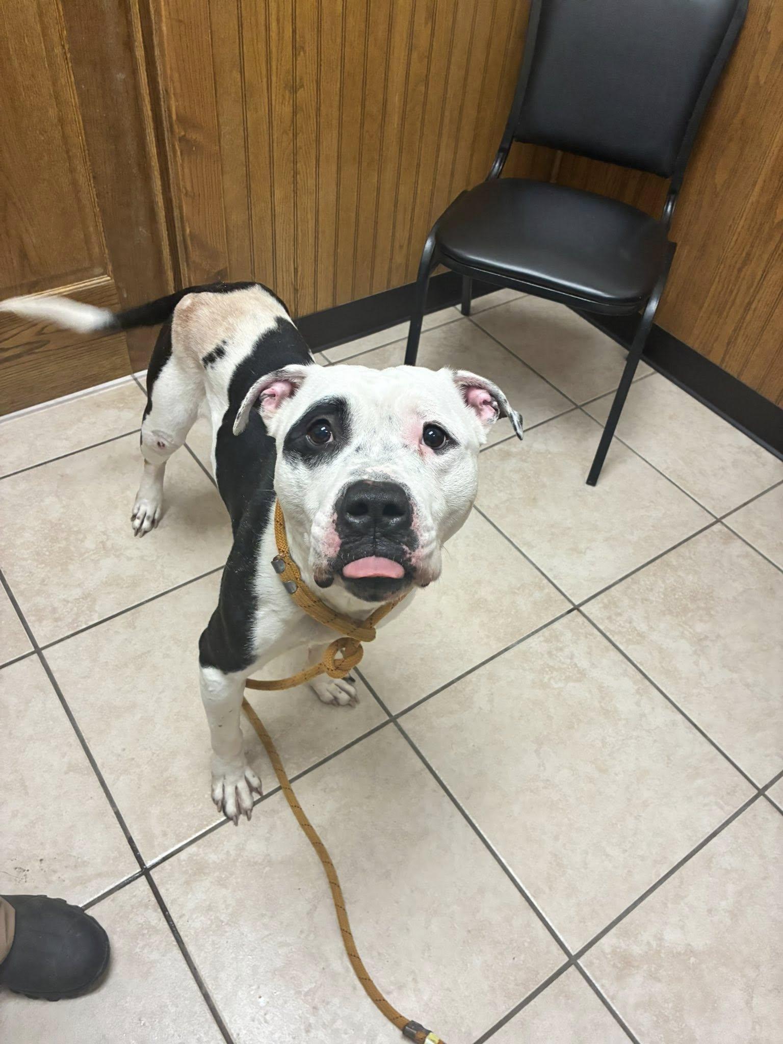 Enlarge Petey RESCUE PULL, a Adoptable American Staffordshire Terrier in Caro, MI image 4/4