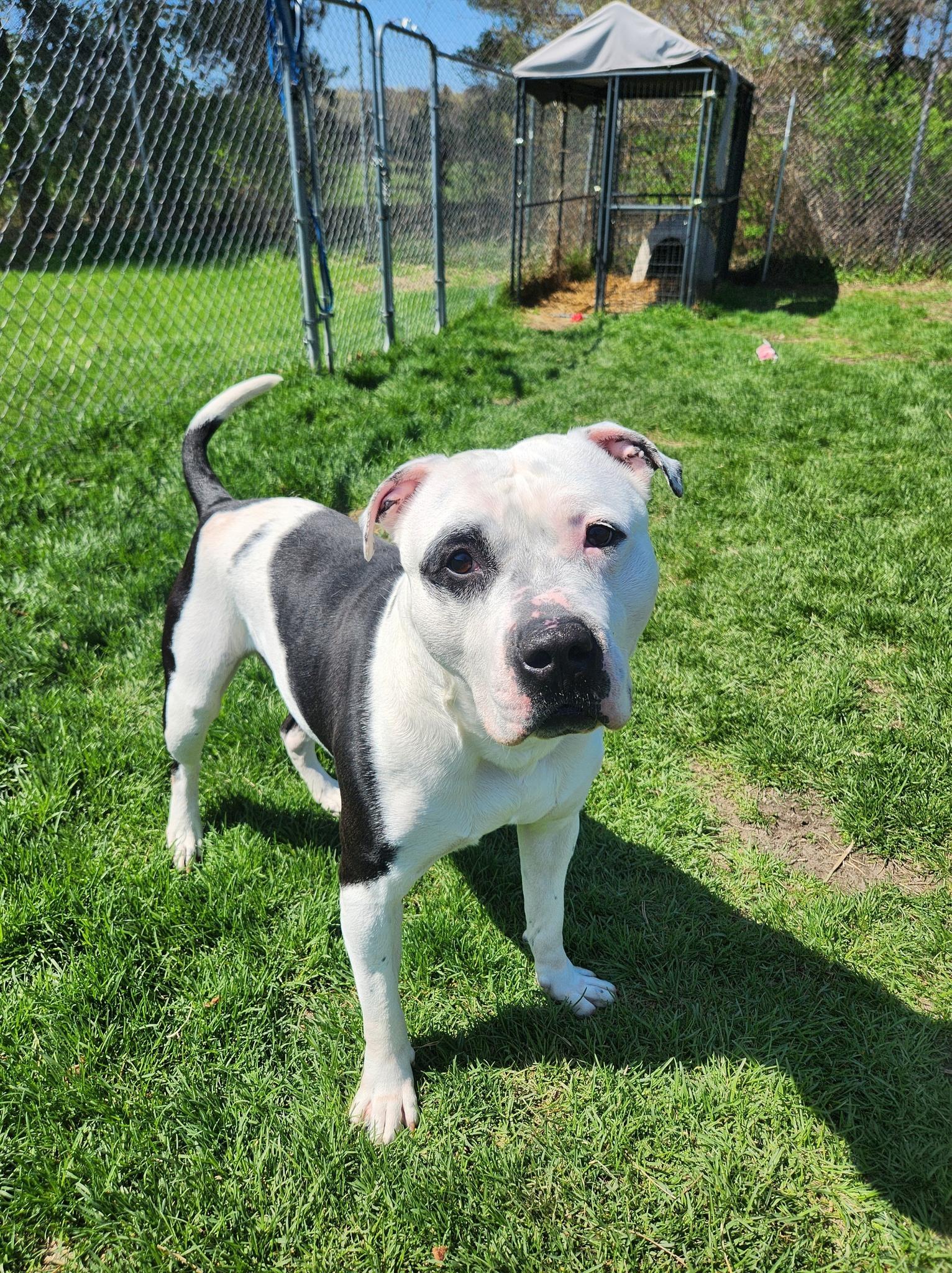 Enlarge Petey RESCUE PULL, a Adoptable American Staffordshire Terrier in Caro, MI image 1/6