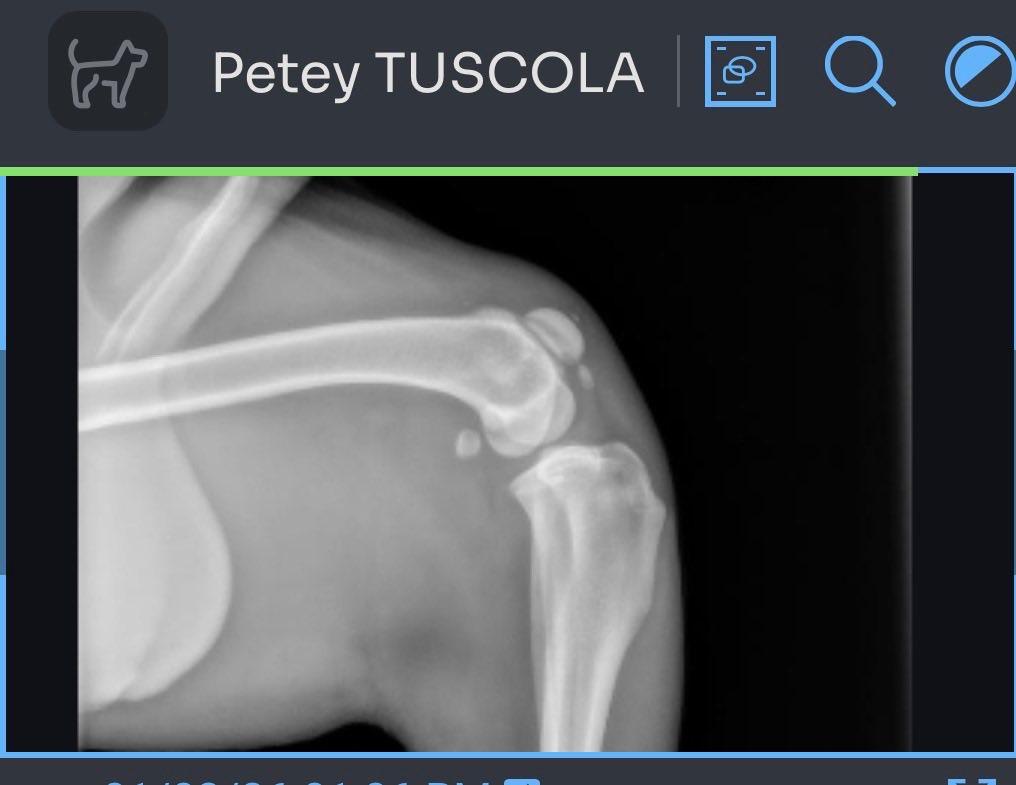 Enlarge Petey RESCUE PULL, a Adoptable American Staffordshire Terrier in Caro, MI image 3/4