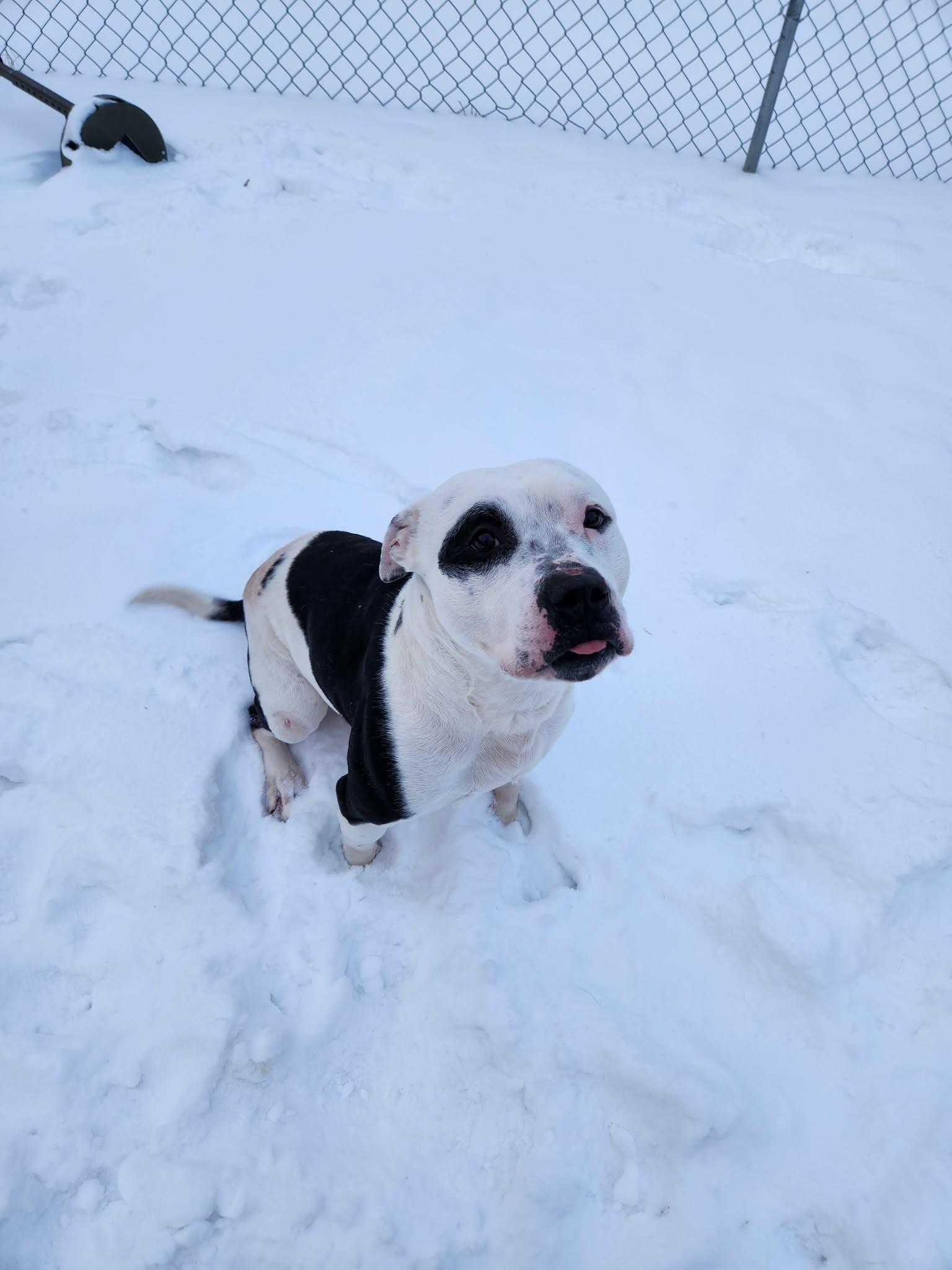 Enlarge Petey RESCUE PULL, a Adoptable American Staffordshire Terrier in Caro, MI image 1/4