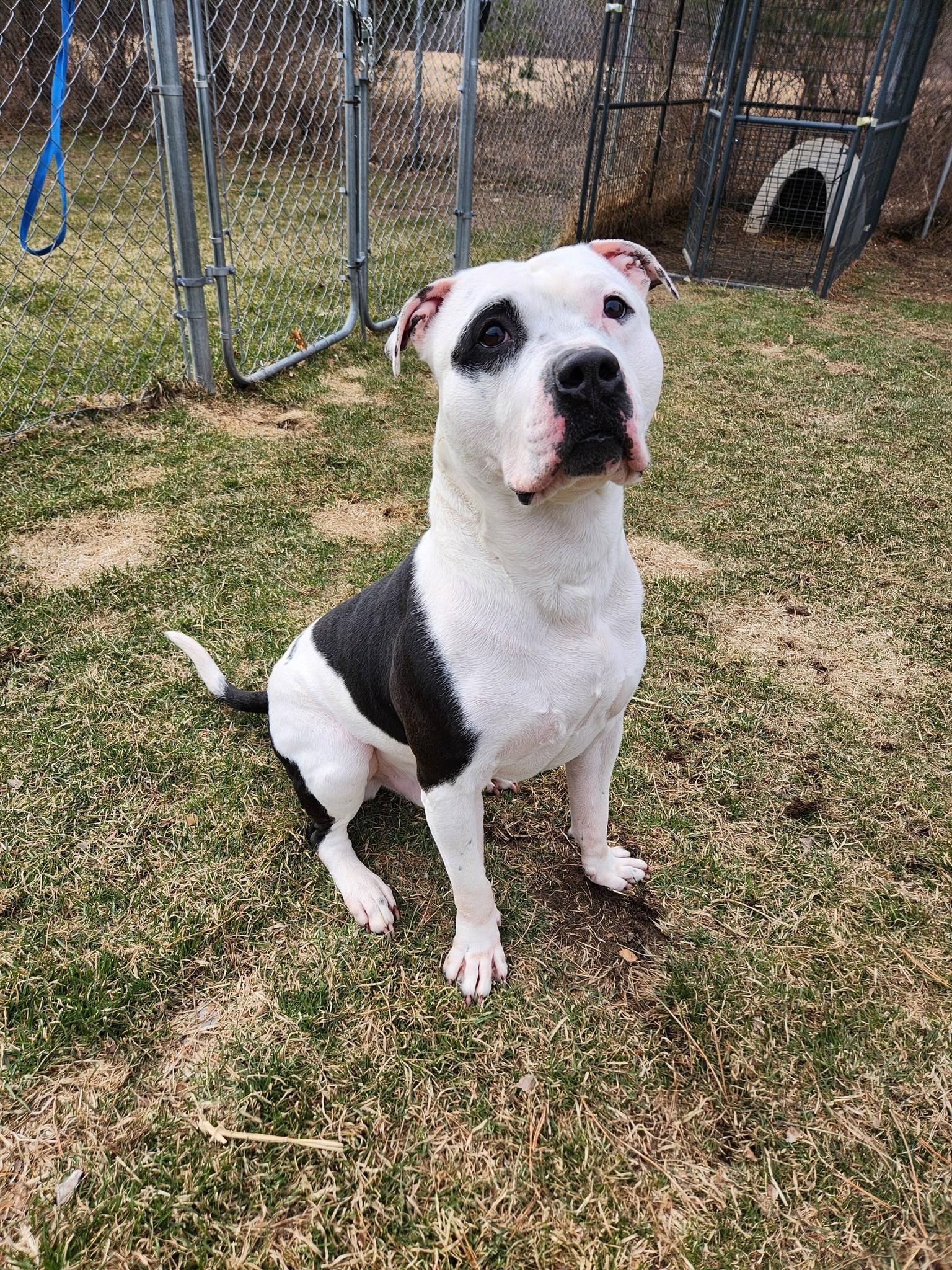 Enlarge Petey RESCUE PULL, a Adoptable American Staffordshire Terrier in Caro, MI image 1/5