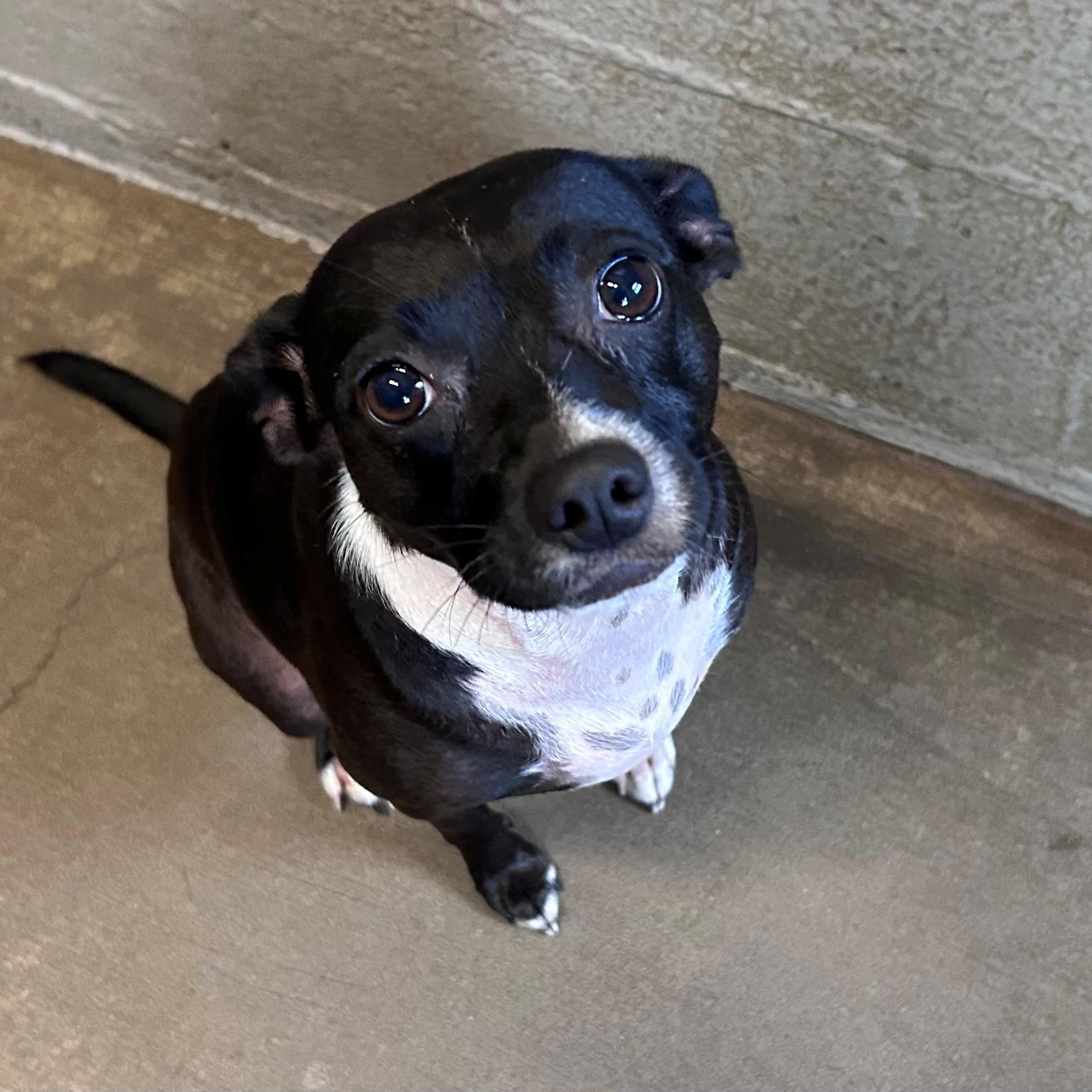 Cali, Adopted, Young Female Terrier.