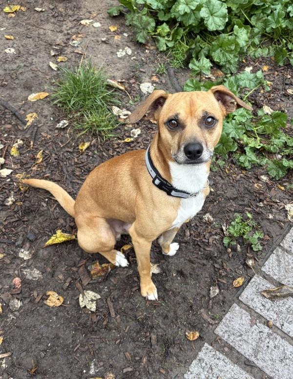 Enlarge Fred, a Adoptable mixed breed in Santa Rosa, CA image 1/6