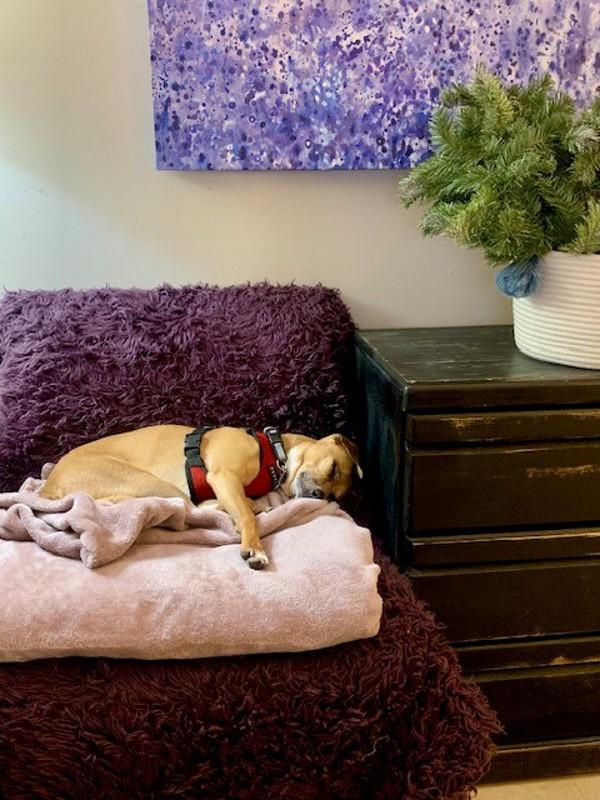 Enlarge Fred, a Adoptable mixed breed in Santa Rosa, CA image 2/6