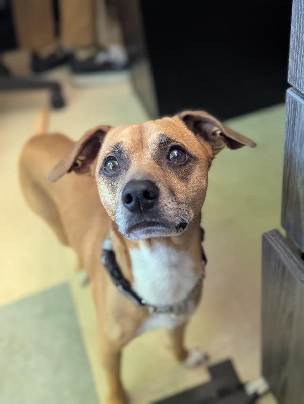 Enlarge Fred, a Adoptable mixed breed in Santa Rosa, CA image 3/6