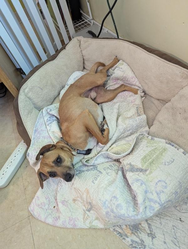 Enlarge Fred, a Adoptable mixed breed in Santa Rosa, CA image 4/6