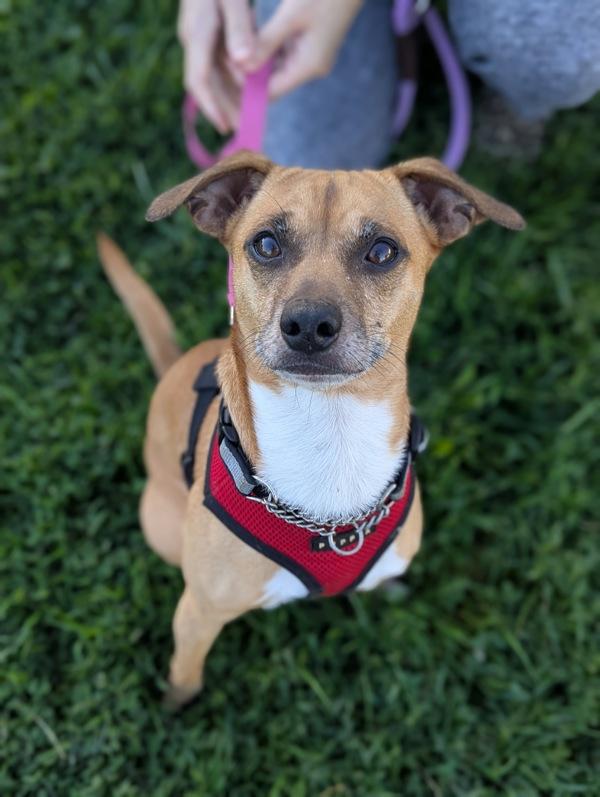 Enlarge Fred, a Adoptable mixed breed in Santa Rosa, CA image 5/6
