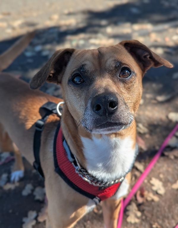 Enlarge Fred, a Adoptable mixed breed in Santa Rosa, CA image 6/6
