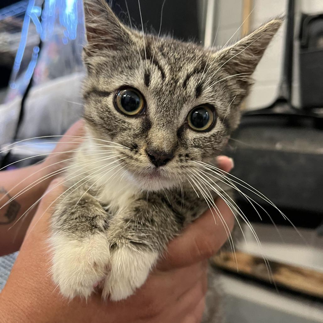 Savannah, Adoptable, Kitten Female Domestic Short Hair.