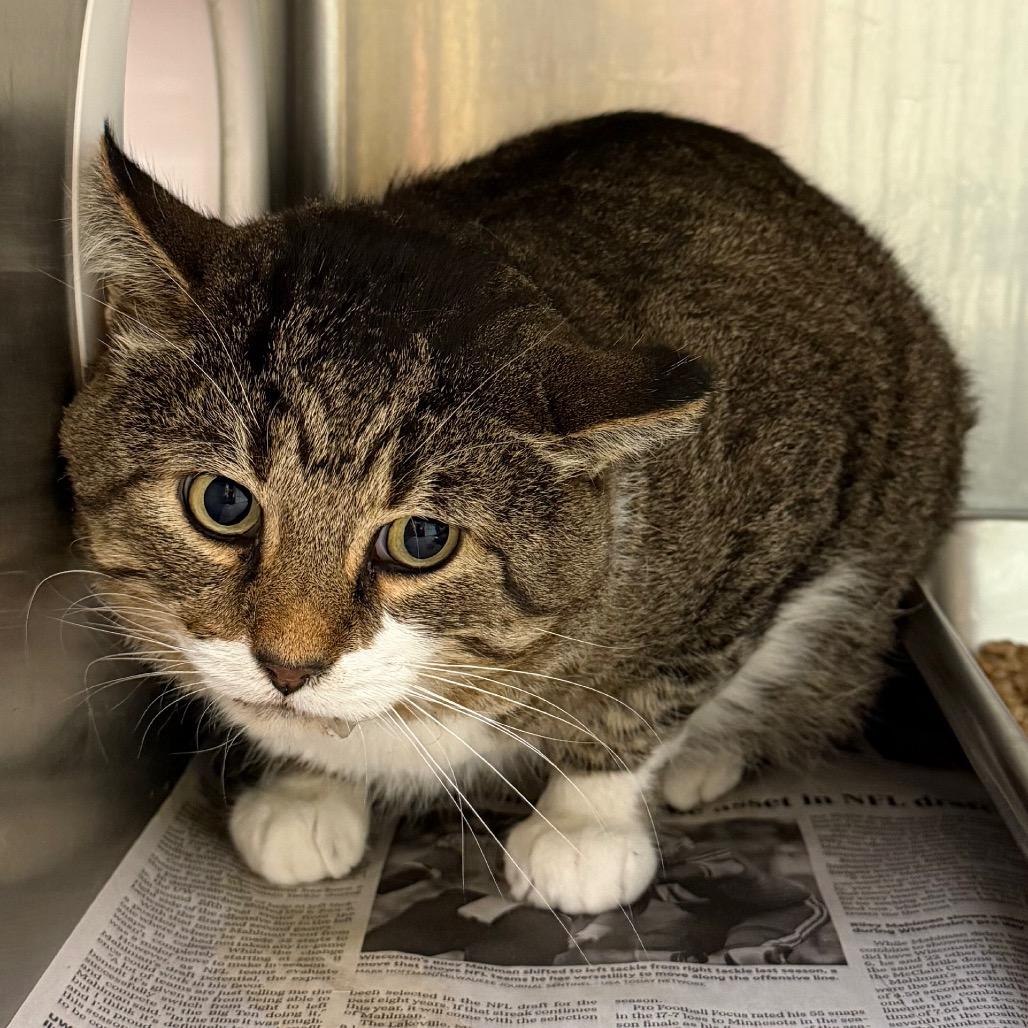 Liam, Adoptable, Adult Male Domestic Short Hair.