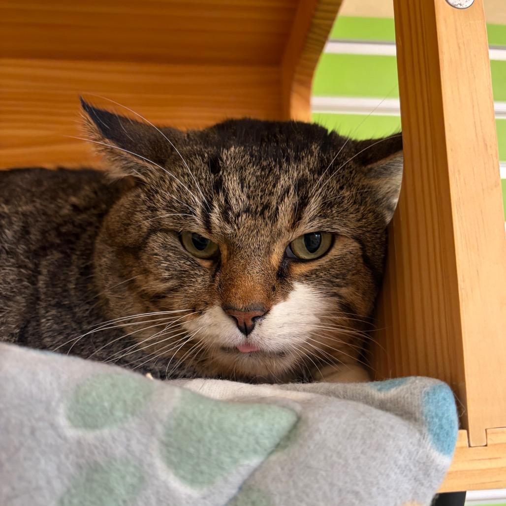Enlarge Liam, a Adoptable Domestic Short Hair in Waukesha, WI image 2/2