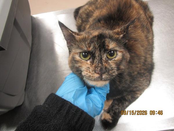 Coco (683), Adoptable, Adult Female Domestic Short Hair.
