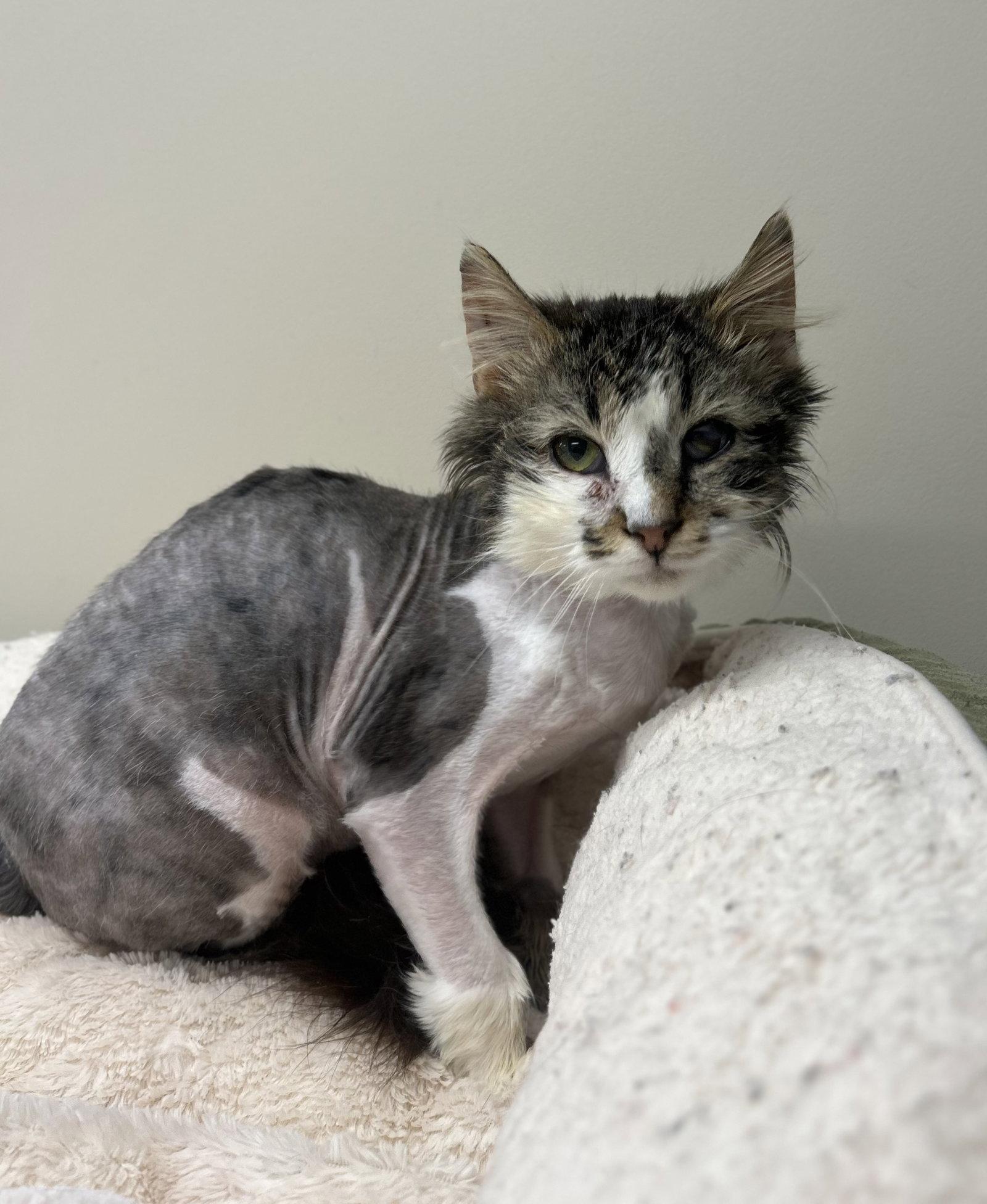Oscar, Adoptable, Adult Male Domestic Long Hair.
