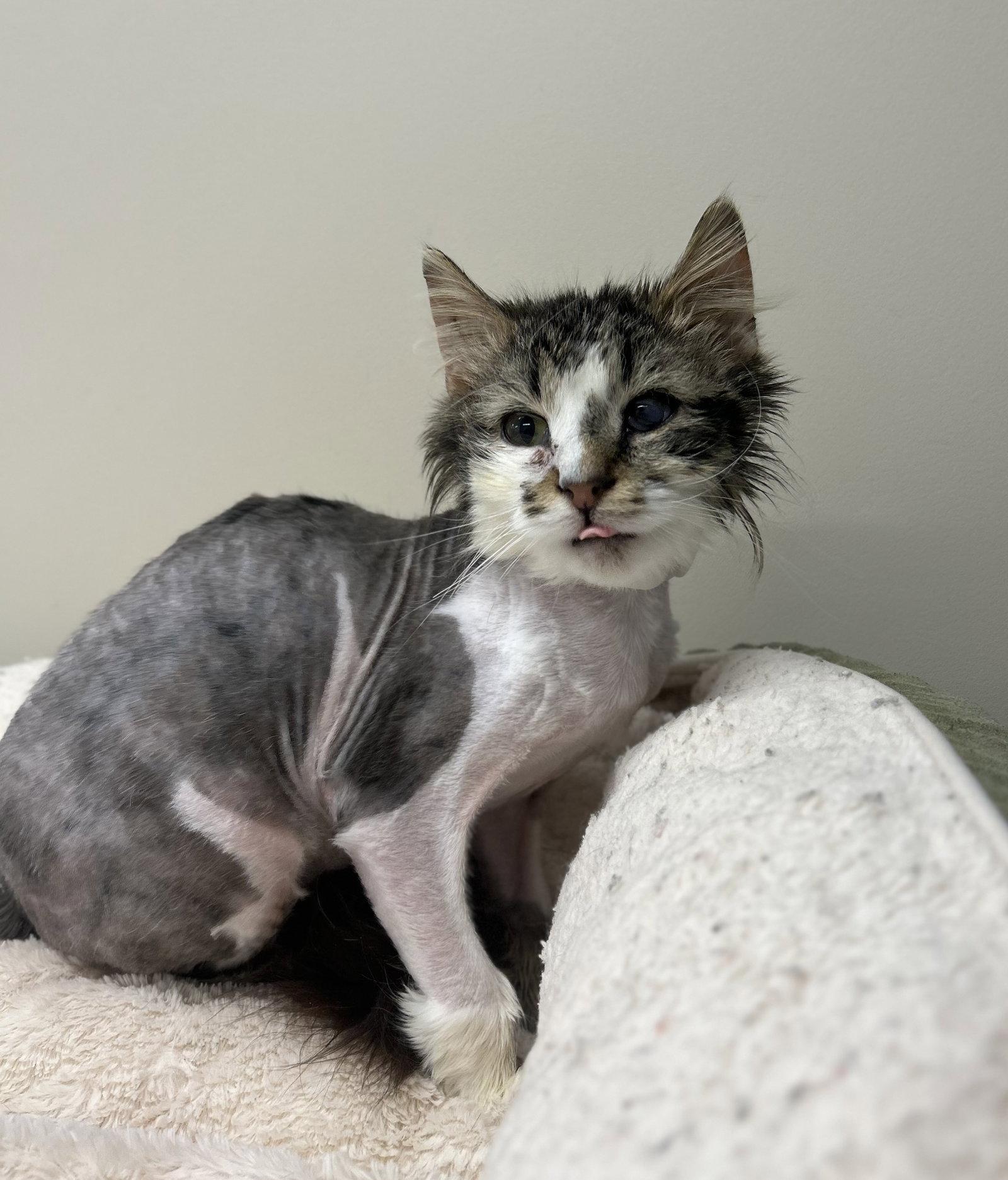 Enlarge Oscar, a Adoptable Domestic Long Hair in Arlington, VT image 2/2